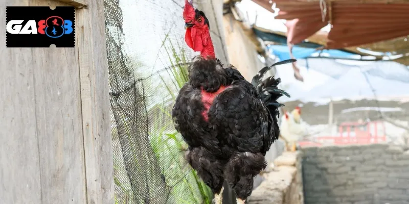 Cách tập luyện cho gà chọi - Bí quyết trở thành nhà vô địch 