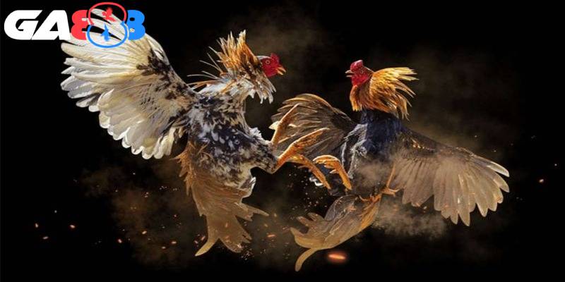 Có đến 4 nhóm thế đá gà chính trên thị trường hiện nay