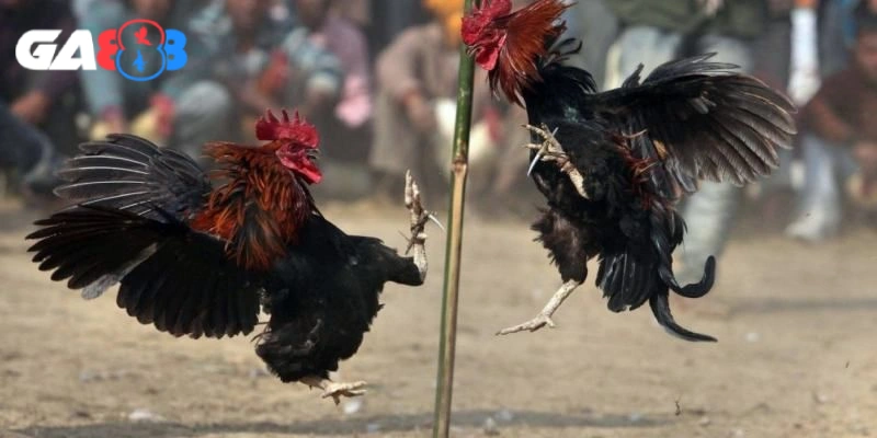 Trường gà Thomo mở ra cơ hội kiếm tiền thật cho các kê thủ